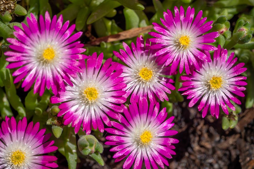 Issaquah, Washington State, USA. Cluster of Jewel of Desert Amethyst ice plant flowers. art print by Janet Horton for $57.95 CAD