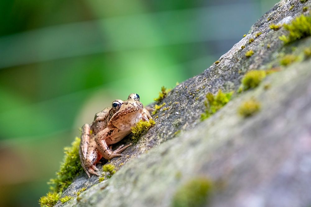 Issaquah, Washington State, USA. Pacific Tree Frog resting on a rock next to a pond art print by Janet Horton for $57.95 CAD