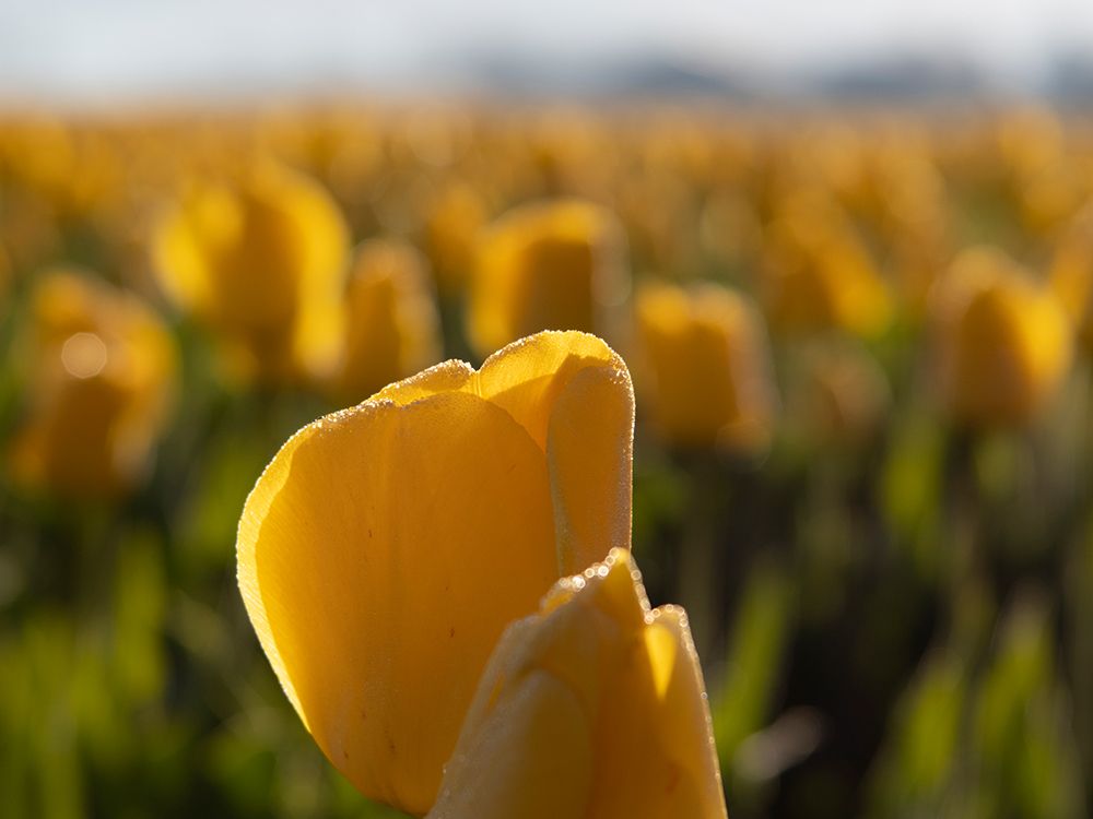 Rows of backlit yellow tulips glowing at sunset-Skagit Valley Tulip Festival. art print by Merrill Images for $57.95 CAD