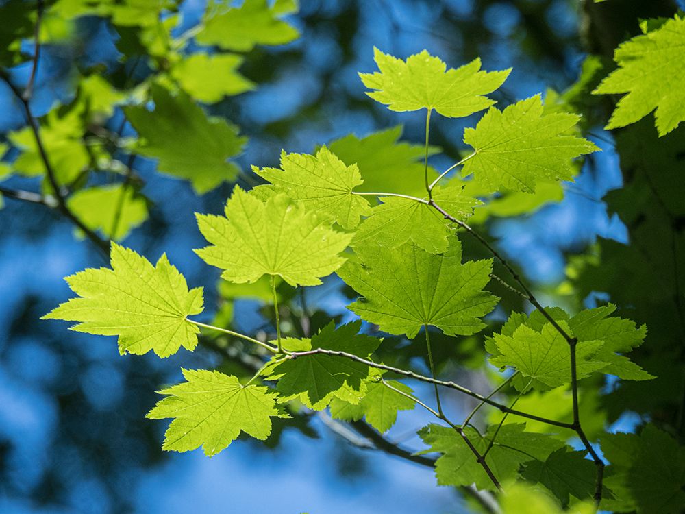 Usa-Washington State-Bellevue. Backlit glowing leaves of Vine maple tree in sunlight art print by Merrill Images for $57.95 CAD
