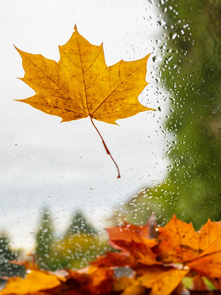 Usa-Washington State-Bellevue. Orange Norway maple leaf on car windshield with rain drops art print by Merrill Images for $57.95 CAD