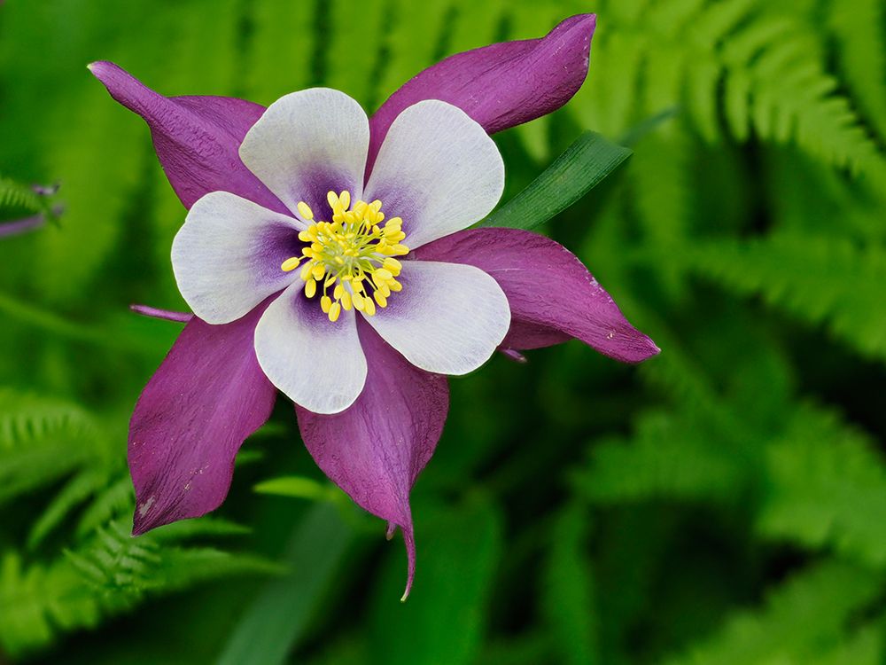 Usa-Washington State. Purple-white and yellow columbine flower in garden art print by Merrill Images for $57.95 CAD