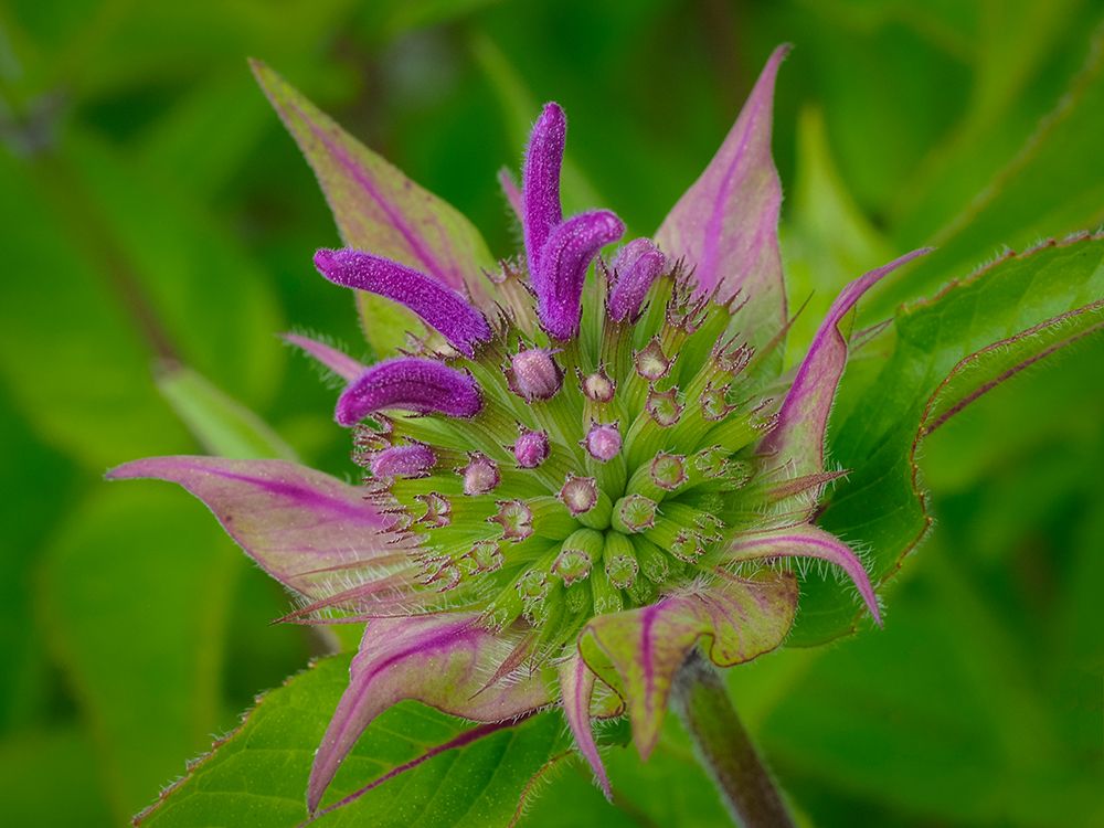 Usa-Washington State-Bellevue. Pink bergamot flower-also known as bee balm close-up art print by Merrill Images for $57.95 CAD