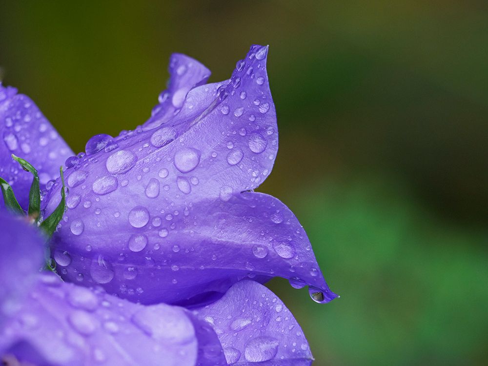 Usa-Washington State. Purple Tussock bellflower with raindrops close-up art print by Merrill Images for $57.95 CAD