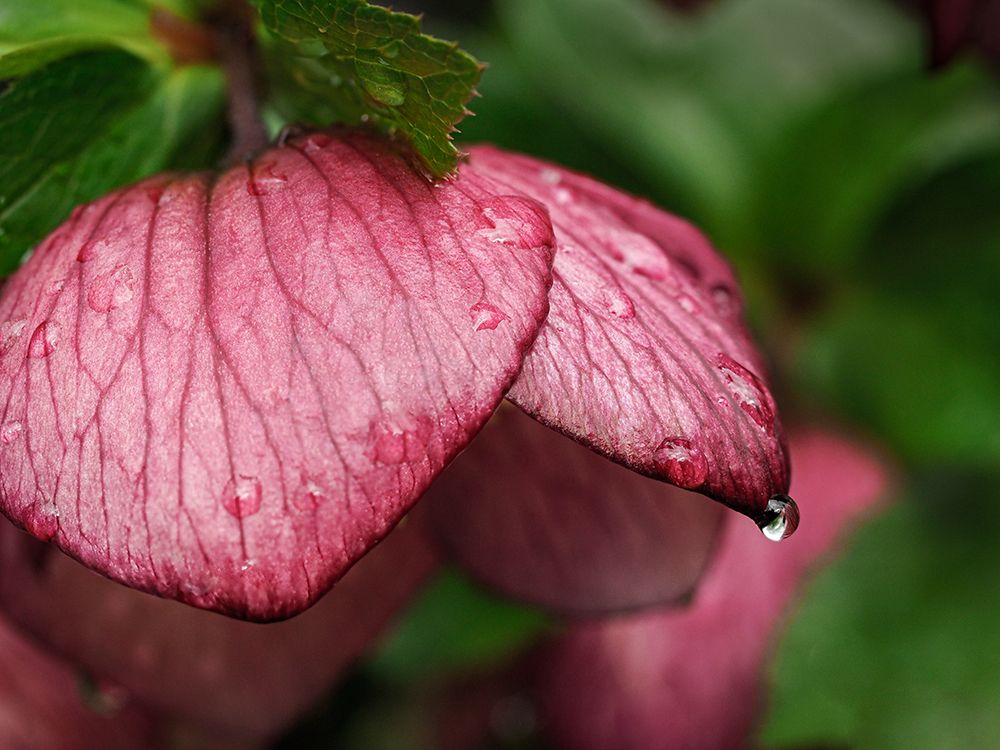 Usa-Washington State-Bellevue. Magenta Lenten rose hellebore flower with raindrops art print by Merrill Images for $57.95 CAD