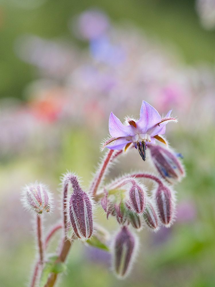 Usa-Washington State. Snoqualmie Valley-backlit Borage close-up art print by Merrill Images for $57.95 CAD