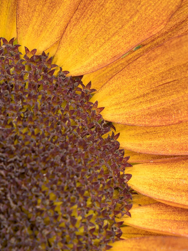 Usa-Washington State-Bellevue. Common sunflower close-up art print by Merrill Images for $57.95 CAD
