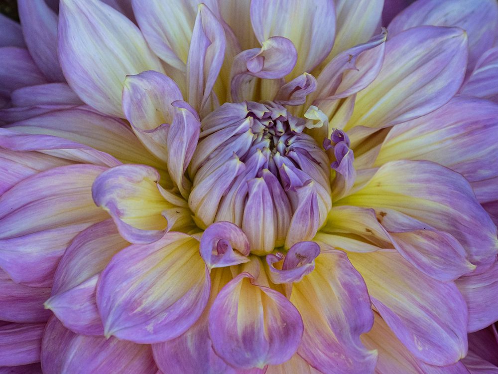 Usa-Washington State-Duvall. Purple Garden dahlia close-up art print by Merrill Images for $57.95 CAD