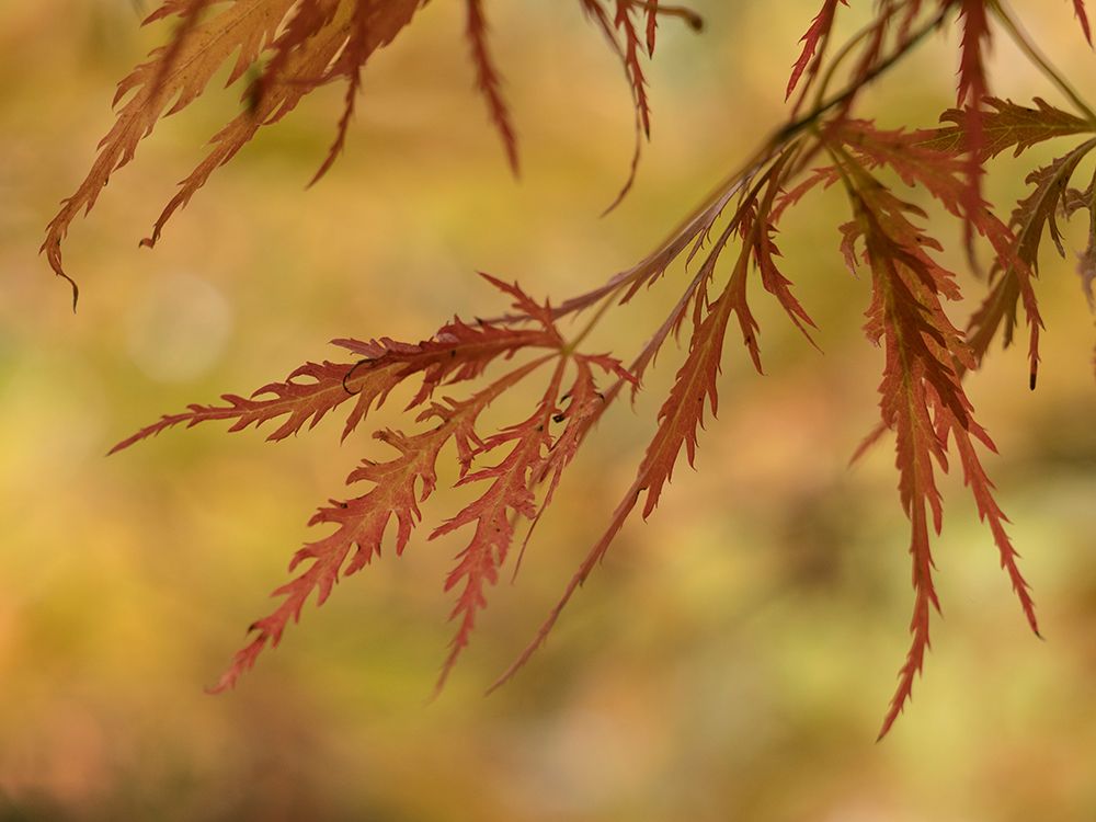 Usa-Washington State-Renton. Japanese maple in autumn art print by Merrill Images for $57.95 CAD
