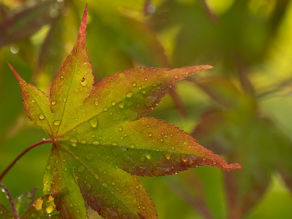Usa-Washington State-Renton. Japanese maple with water droplets from rain in autumn art print by Merrill Images for $57.95 CAD