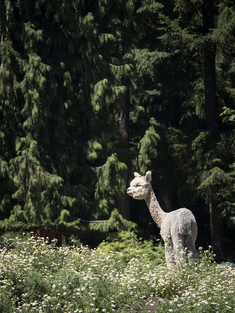 Usa-Washington State-Carnation. Alpaca. art print by Merrill Images for $57.95 CAD