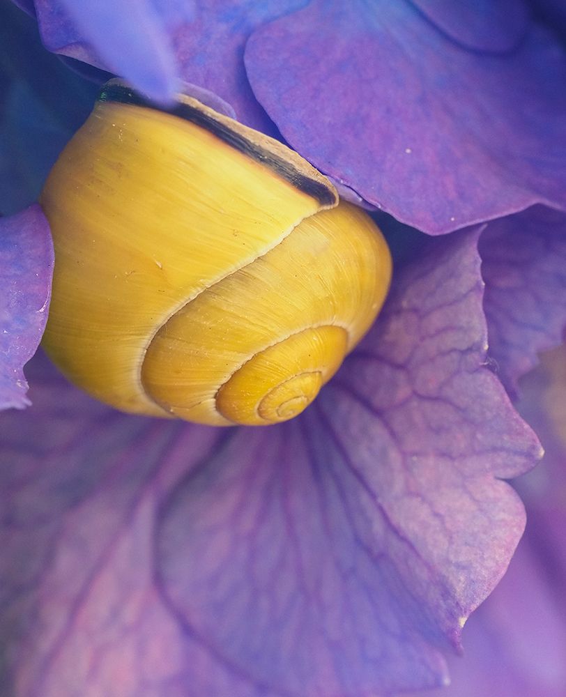 Purple flower with yellow snail. art print by Merrill Images for $57.95 CAD
