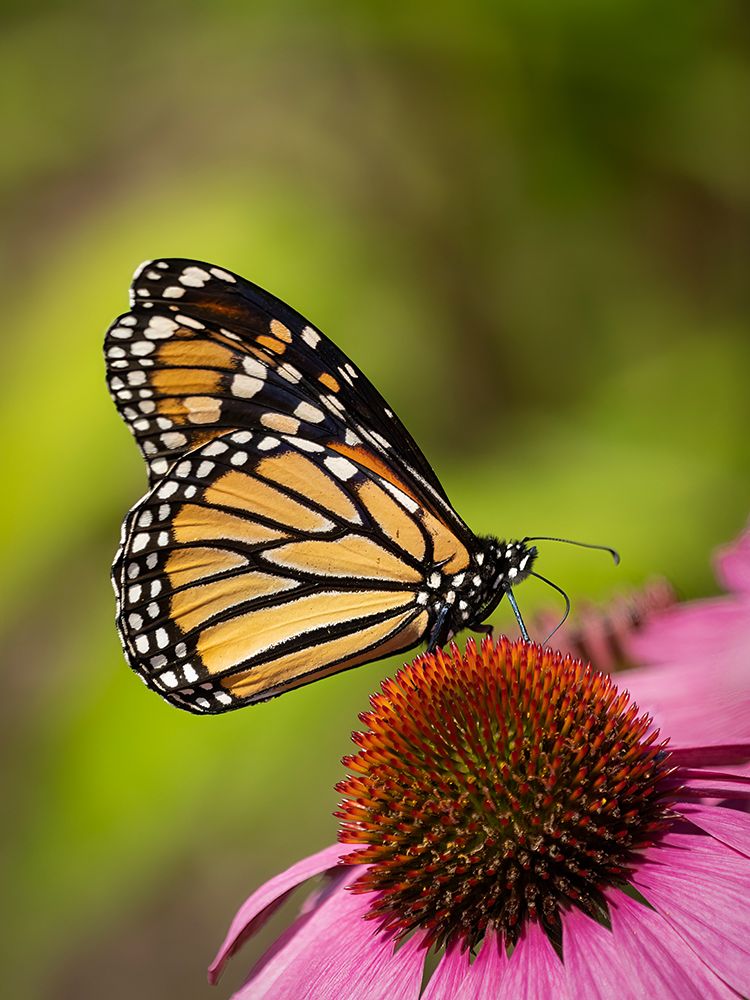 Monarch butterfly on Echinacea flower. art print by Merrill Images for $57.95 CAD