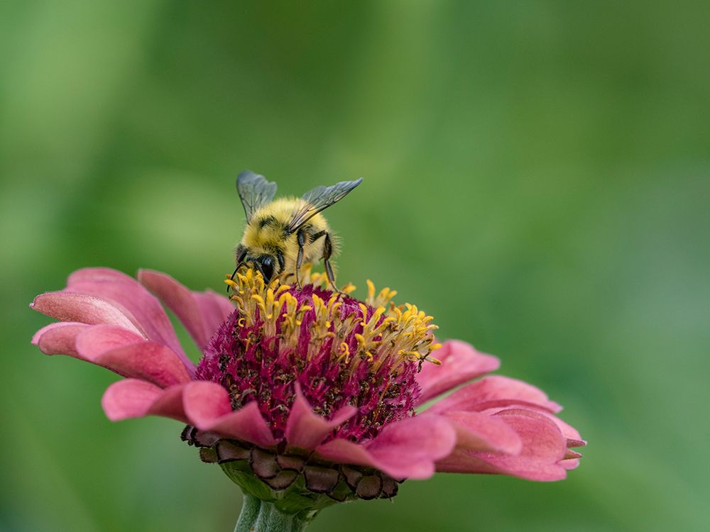 Usa-Washington State-Duvall. Honey bee on common zinnia. art print by Merrill Images for $57.95 CAD
