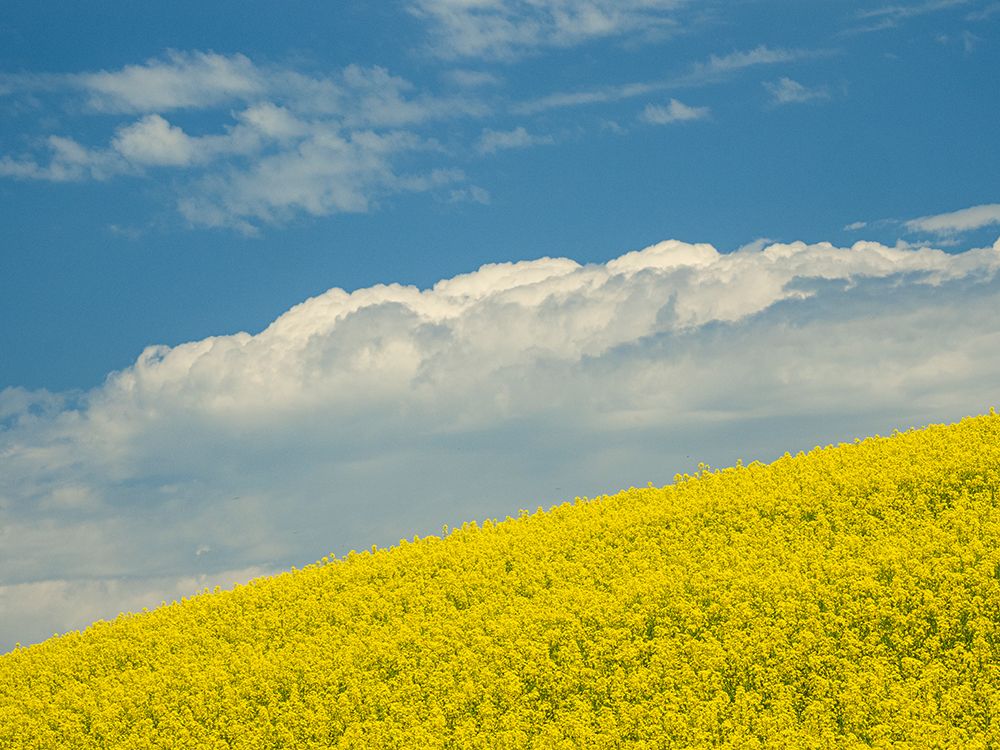 Usa-Washington State-Palouse. Canola fields under blue sky with puffy clouds art print by Merrill Images for $57.95 CAD