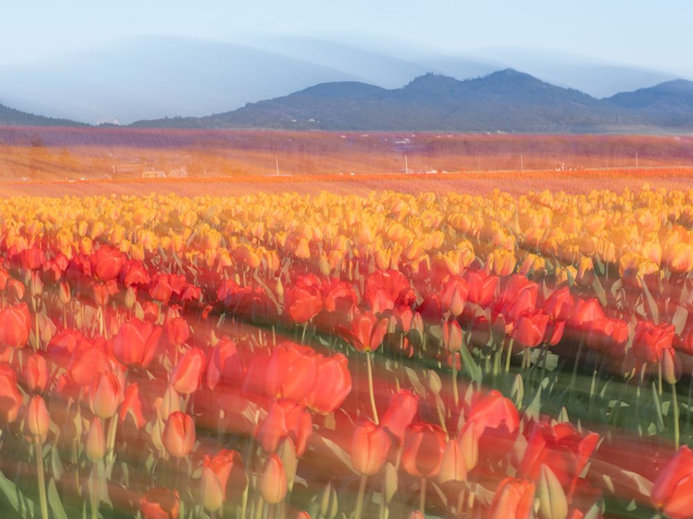 Rows of tulips at farm with mountains in distance. Skagit Valley Tulip festival art print by Merrill Images for $57.95 CAD