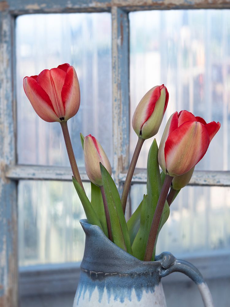Usa-Washington State-Mt. Vernon. Tulips in vase by window art print by Merrill Images for $57.95 CAD