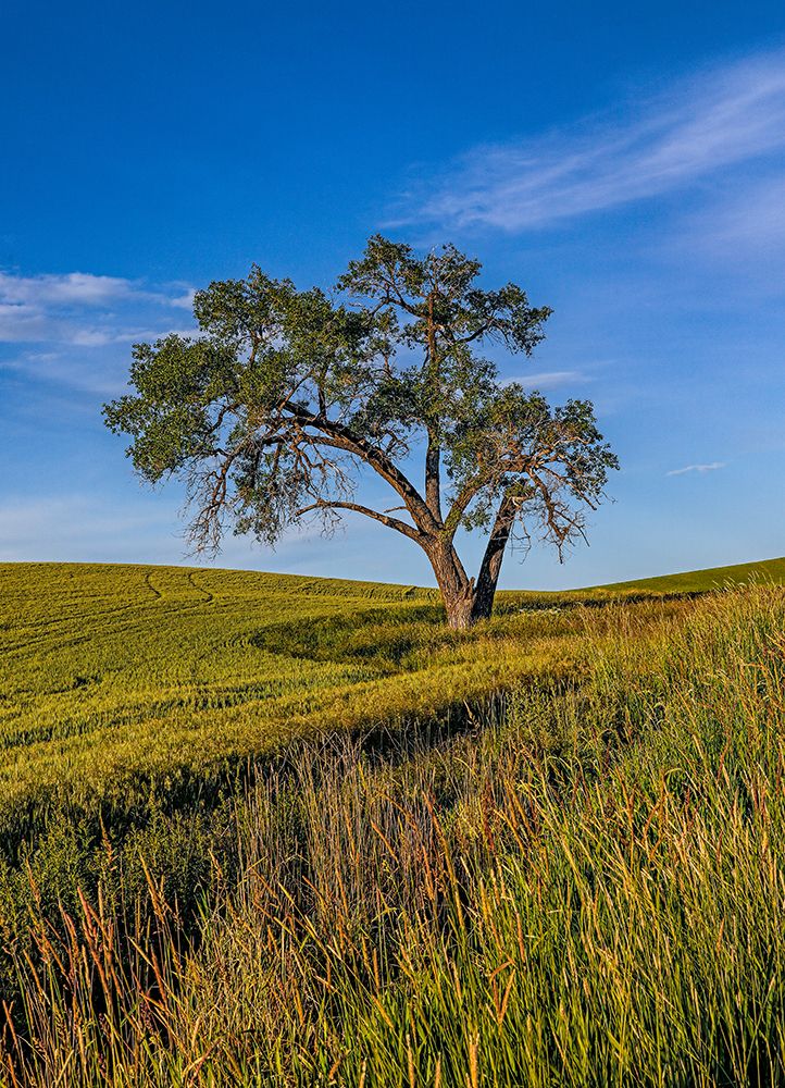 USA, Garfield, Washington State. Scenic field. art print by Joe Restuccia III for $57.95 CAD