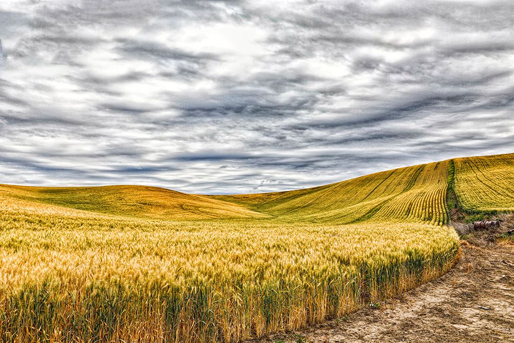 USA, Lacrosse, Washington State. Scenic field. art print by Joe Restuccia III for $57.95 CAD