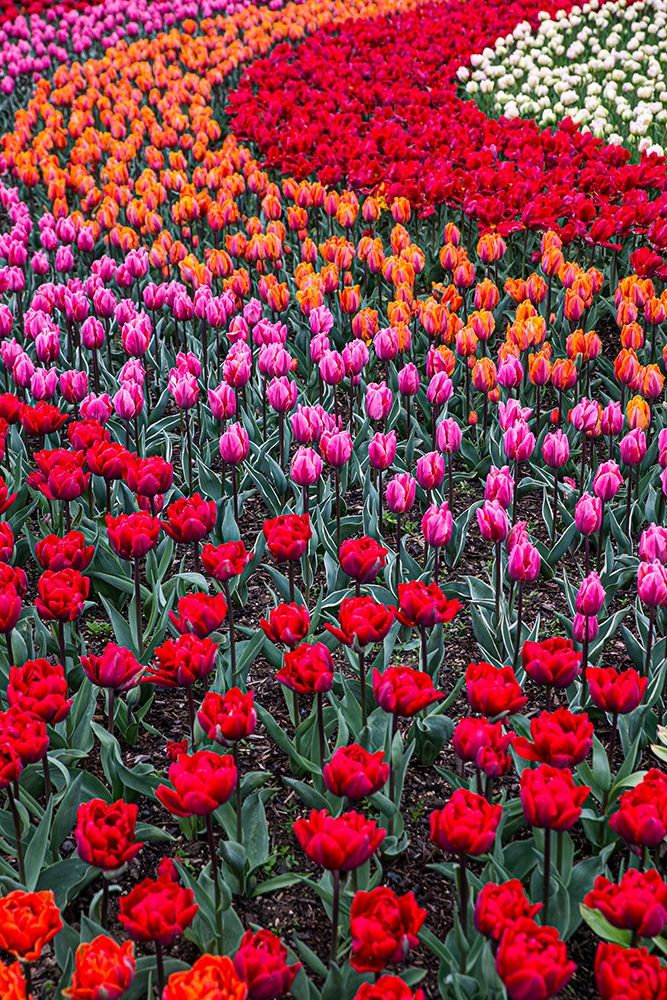 Mount Vernon-Washington State-multi-colored tulips in a curvy pattern art print by Jolly Sienda for $57.95 CAD