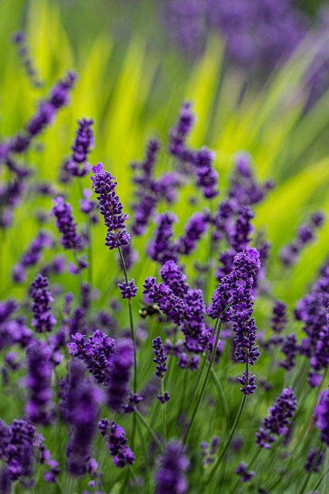Sequim-Washington State-lavender field blooms art print by Jolly Sienda for $57.95 CAD