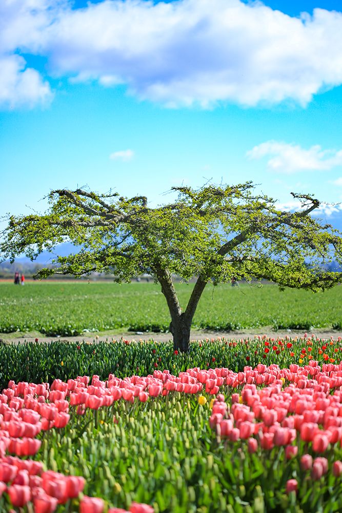 Mount Vernon and Bellingham, Washington State. art print by Jolly Sienda for $57.95 CAD