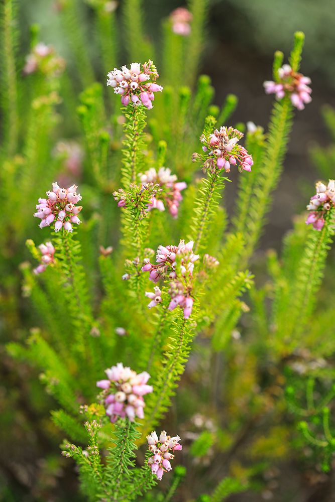 Bremerton, Washington State. Pink spring flowers. art print by Jolly Sienda for $57.95 CAD