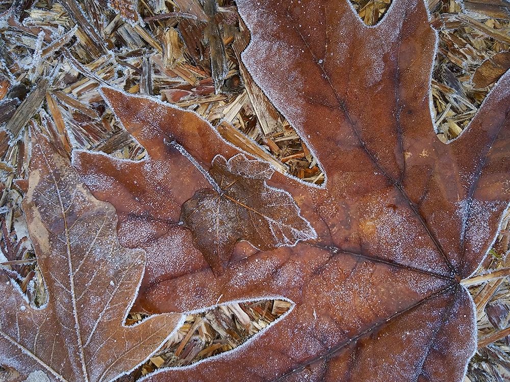Washington State Central Cascades-Frosty Leaves art print by Jamie and Judy Wild for $57.95 CAD