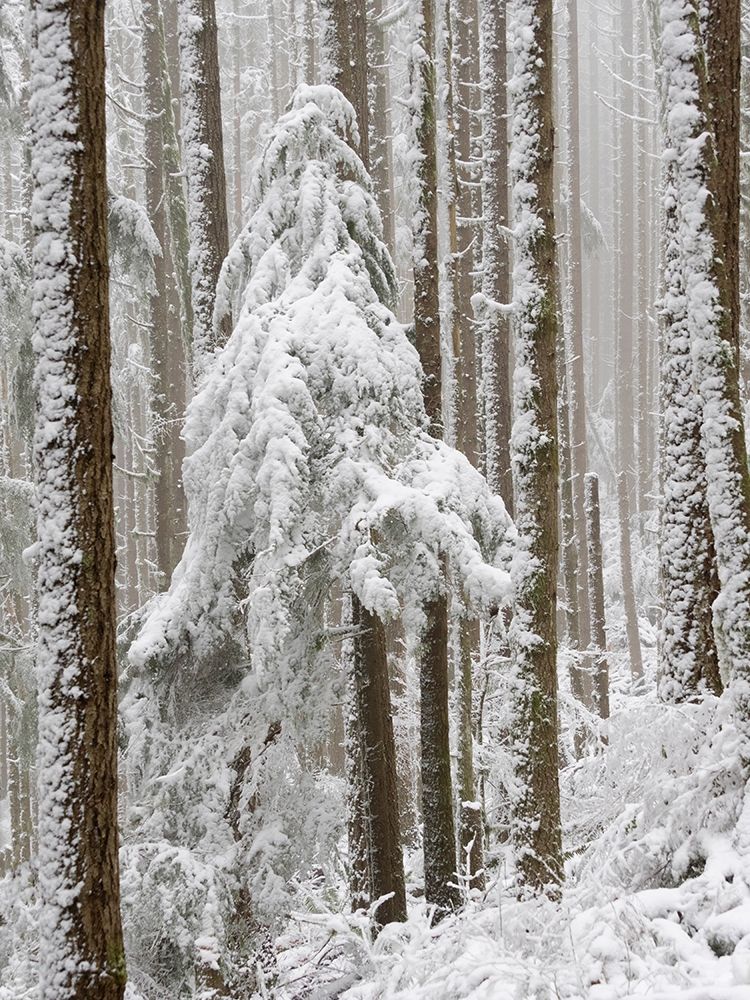 Washington State Tiger Mountain-snow covered trees art print by Jamie and Judy Wild for $57.95 CAD