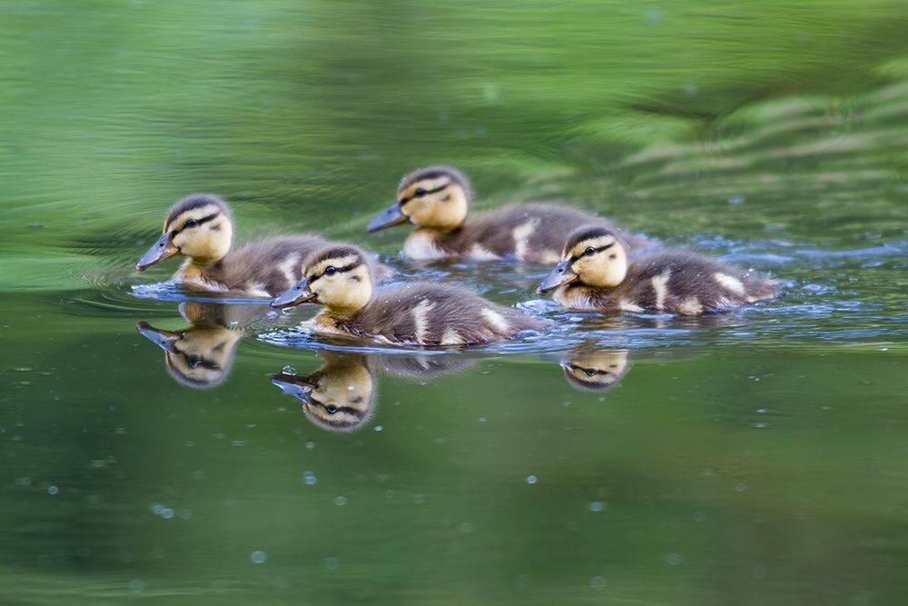 WA-Mercer Slough-Wood Duck ducklings (Aix Sponsa) art print by Jamie and Judy Wild for $57.95 CAD