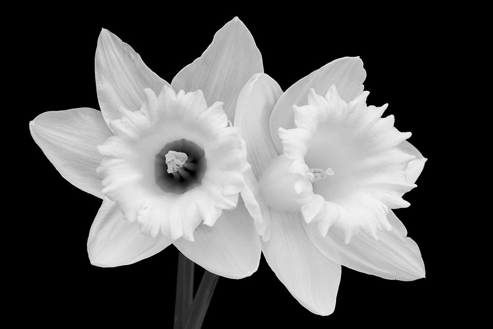 WA-Redmond-Daffodils art print by Jamie and Judy Wild for $57.95 CAD