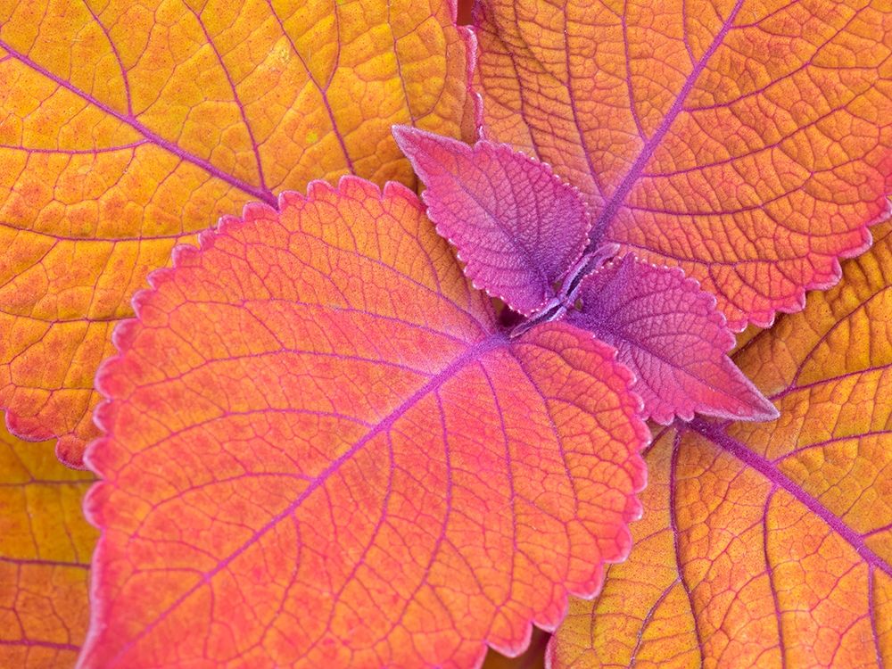 WA-Redmond-Coleus Plant-Leaf Design art print by Jamie and Judy Wild for $57.95 CAD