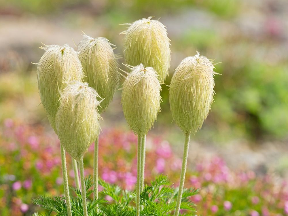 WA-Mount Rainier National Park-Pasqueflower seed head (Anemone occidentalis) art print by Jamie and Judy Wild for $57.95 CAD