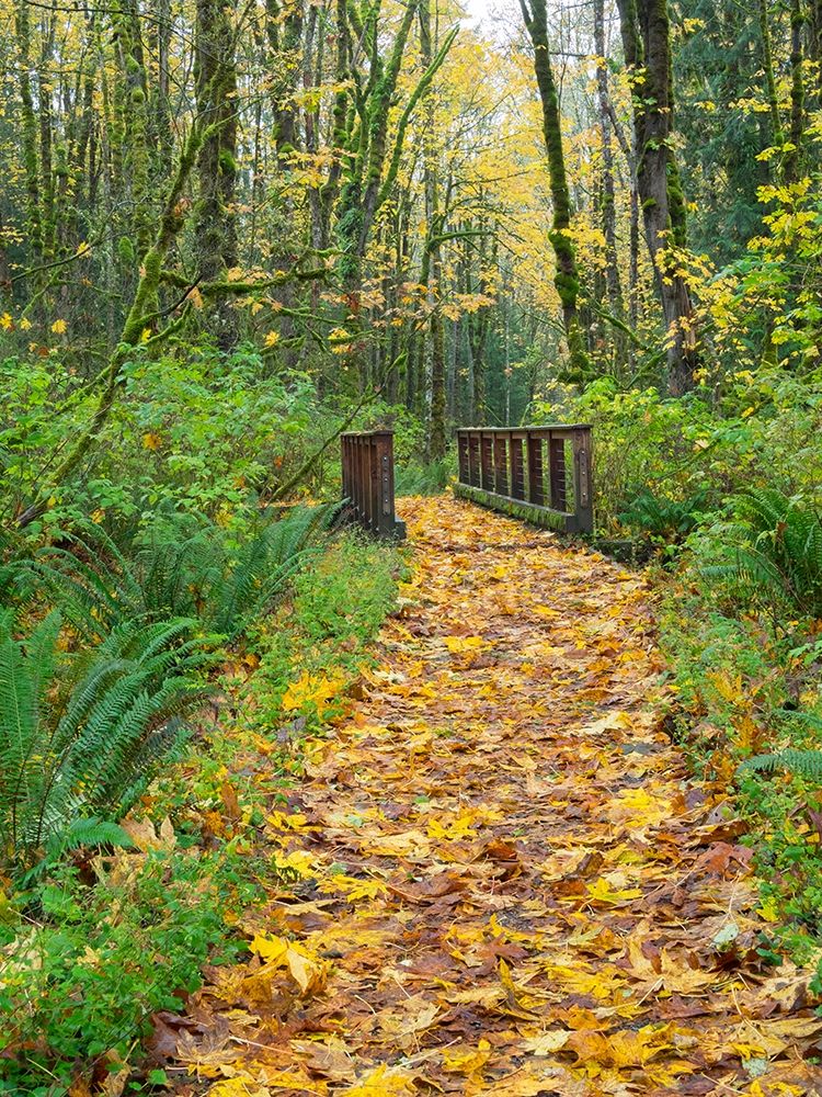 WA-Tiger Mountain-Leaf covered trail art print by Jamie and Judy Wild for $57.95 CAD