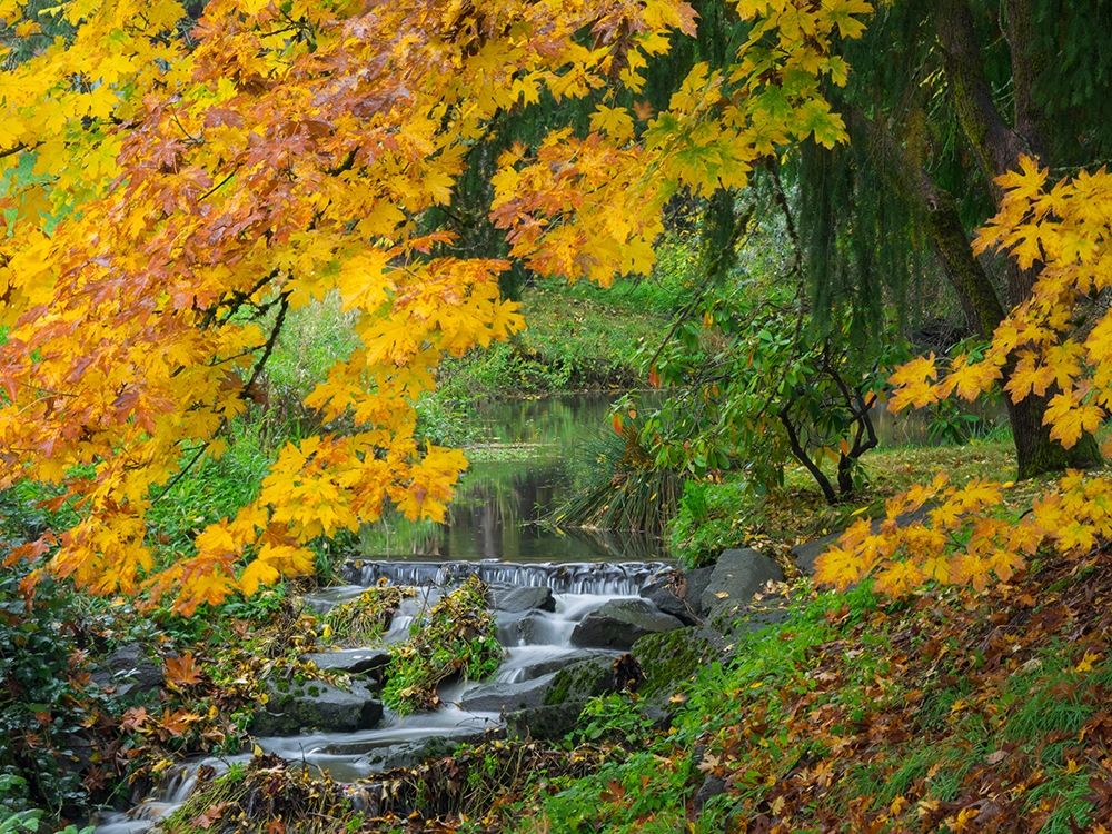 WA-Redmond-Stream and Autumn color art print by Jamie and Judy Wild for $57.95 CAD
