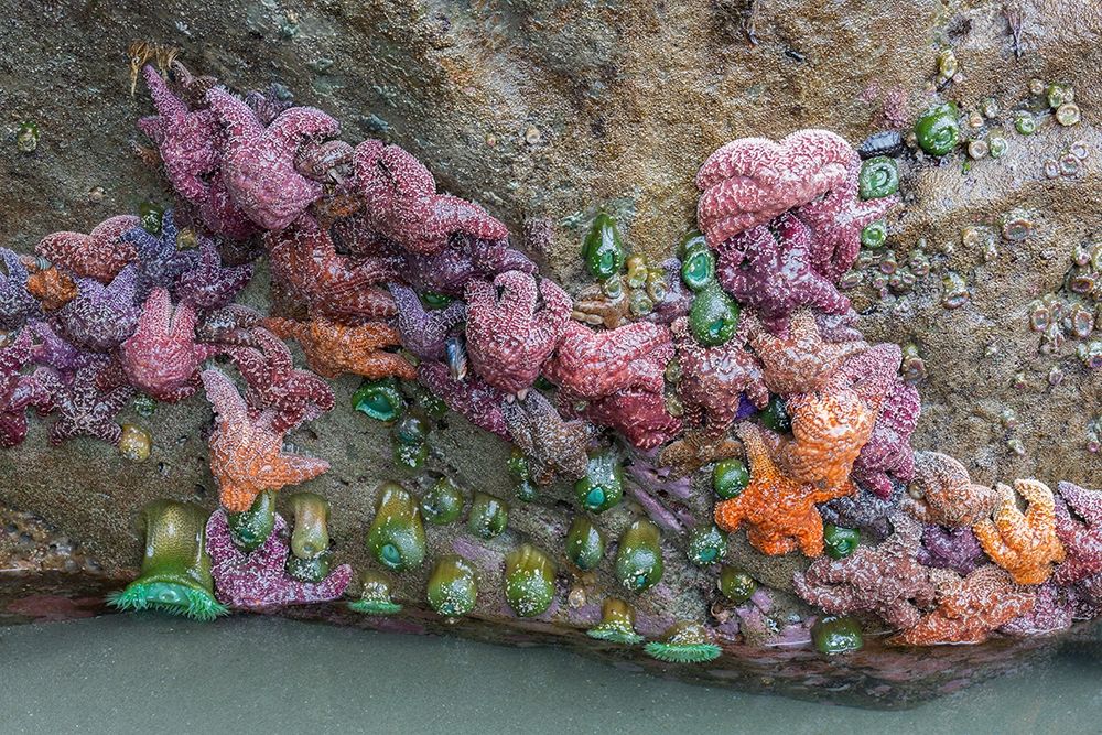 WA-Olympic National Park-Second Beach-Ochre Sear Stars and Giant Green Anemones art print by Jamie and Judy Wild for $57.95 CAD