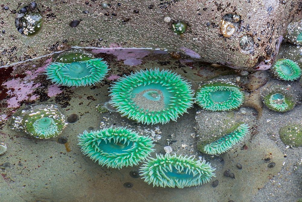 WA-Olympic National Park-Second Beach-Giant Green Anemones art print by Jamie and Judy Wild for $57.95 CAD