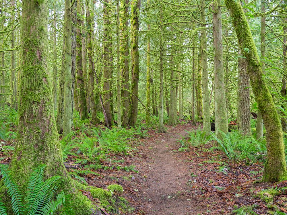 Washington State-Tiger Mountain-Trail through Moss covered trees art print by Jamie and Judy Wild for $57.95 CAD
