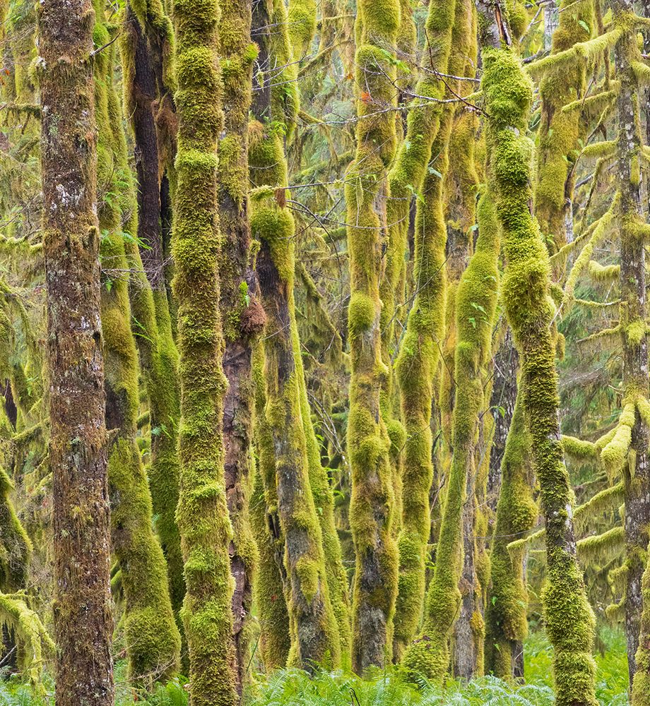 Washington State-Central Cascades-Moss covered Red Alder forest art print by Jamie and Judy Wild for $57.95 CAD