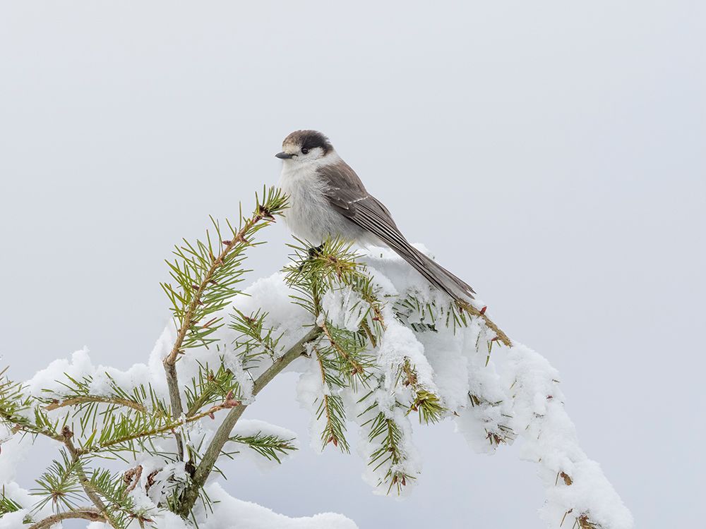 Washington State-Tiger Mountain Gray jay art print by Jamie and Judy Wild for $57.95 CAD