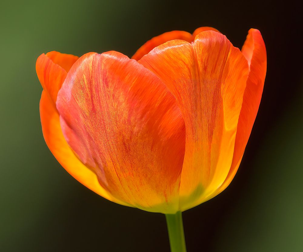 Washington State-Tulip close-up art print by Jamie and Judy Wild for $57.95 CAD