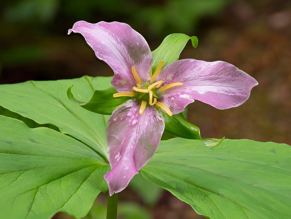 Washington State-Mount Baker-Snoqualmie National Forest-trillium close-up art print by Jamie and Judy Wild for $57.95 CAD