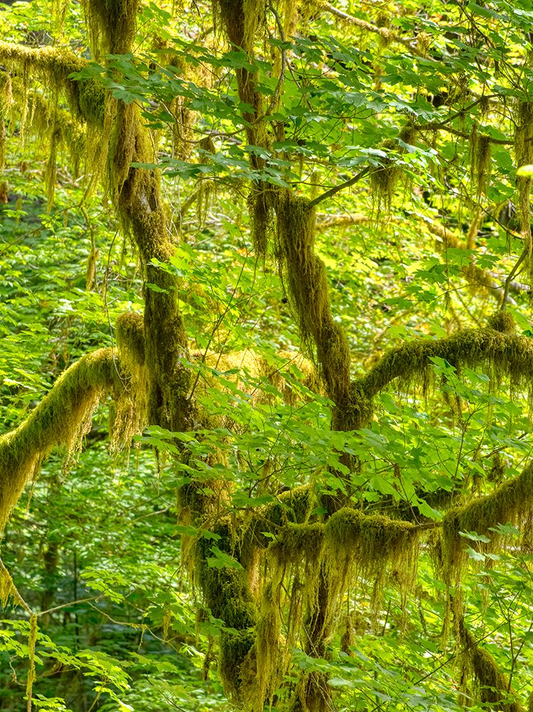 Washington State-Olympic National Park-Hoh Rain Forest art print by Jamie and Judy Wild for $57.95 CAD