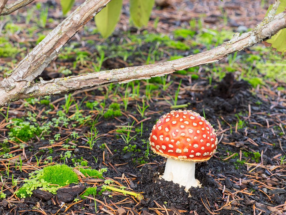 Washington State- Fly agaric mushroom. art print by Jamie and Judy Wild for $57.95 CAD