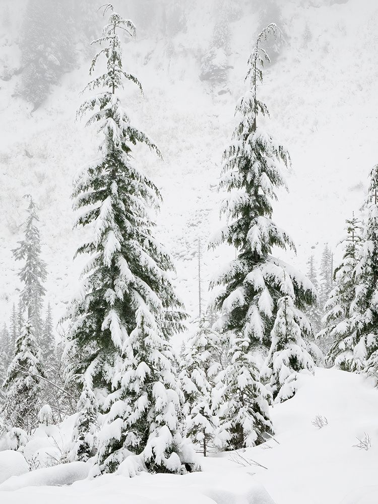 Washington State- Central Cascades. Snow covered fir trees art print by Jamie and Judy Wild for $57.95 CAD