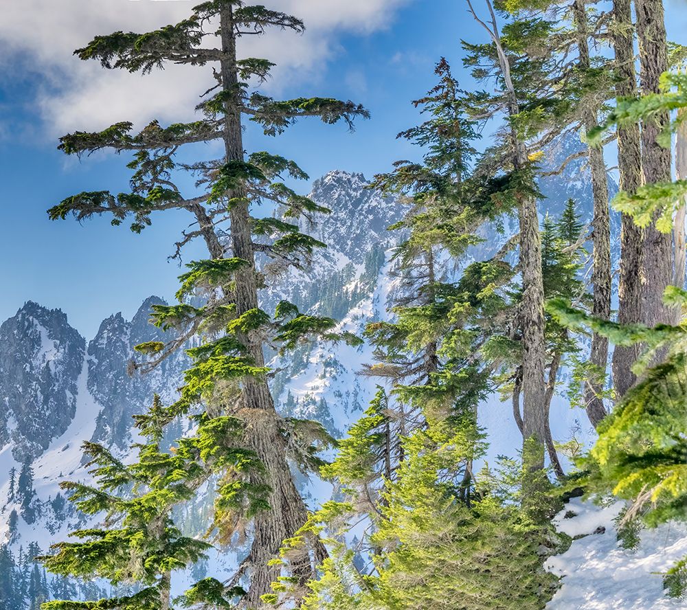 USA-WA-Alpine Lakes Wilderness Alpine fir trees with Central Cascade range in background art print by Jamie and Judy Wild for $57.95 CAD