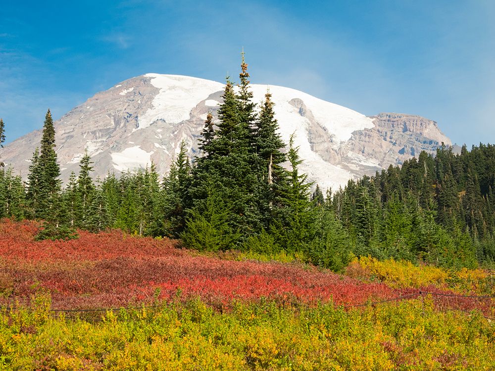 USA-Washington State-Mount Rainier National Park Fall Color and snow-capped Mount Rainier art print by Jamie and Judy Wild for $57.95 CAD