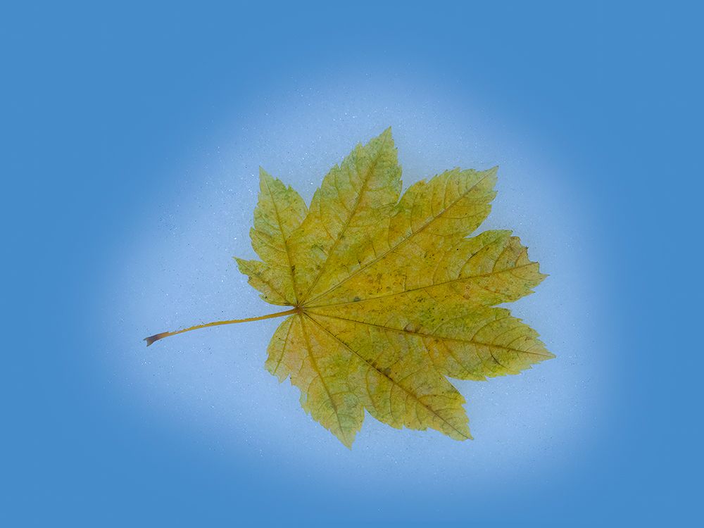 USA-Washington State Autumn Maple leaf still-life on blue background art print by Jamie and Judy Wild for $57.95 CAD