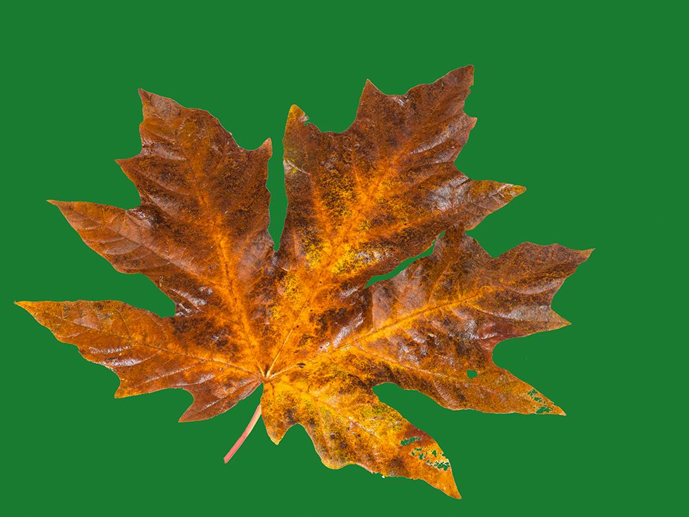 USA-Washington State Big leaf maple leaf on dark green still-life art print by Jamie and Judy Wild for $57.95 CAD