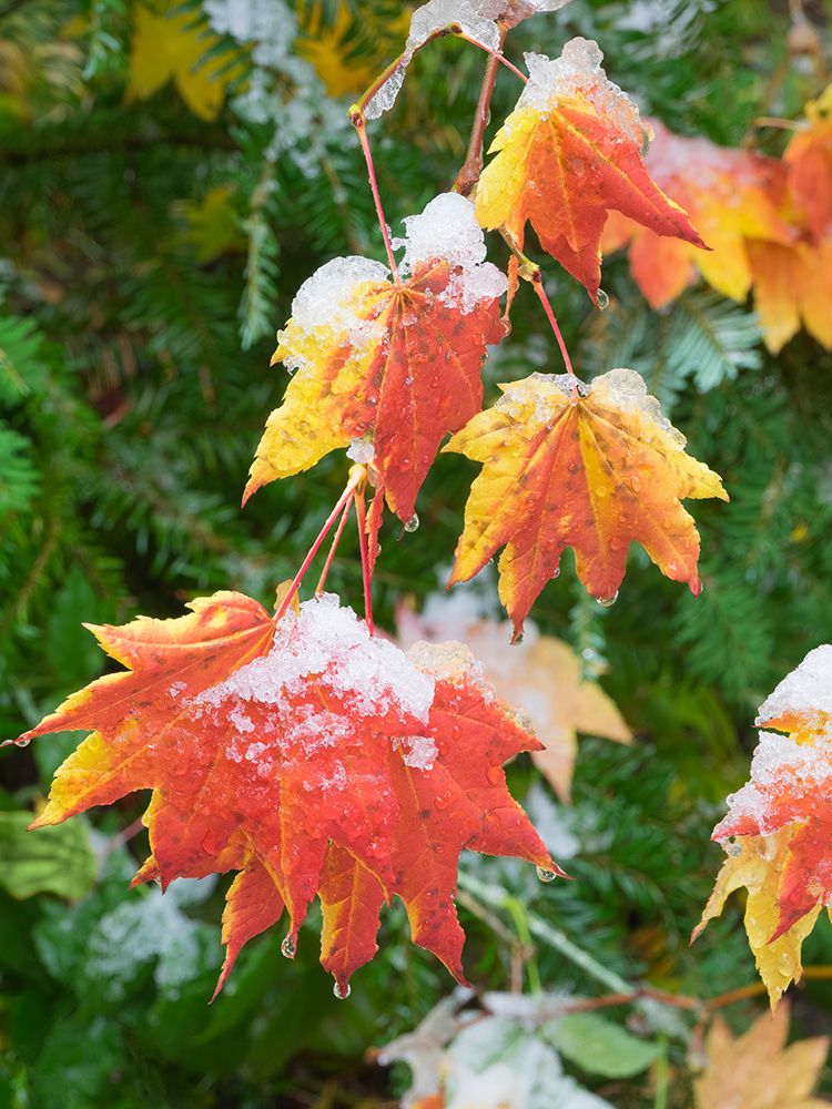 USA-Washington State Central Cascades-Snow on autumn colored maple leaves art print by Jamie and Judy Wild for $57.95 CAD